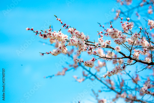 Spring cherry blossoms against a blue sky. Pink flowers spring landscape with blooming pink tree. Beautiful sakura garden on a sunny day. Beautiful concept of romance and love with delicate flowers.