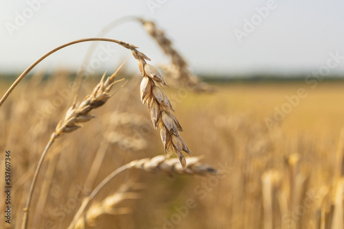 Drought on cereal fields. Dried wheat fields.Wheat bad harvest