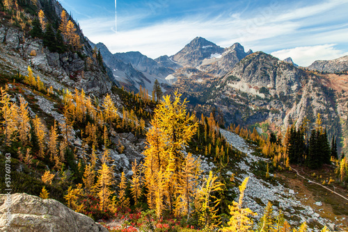 Larch Trees at Maple Pass Trail