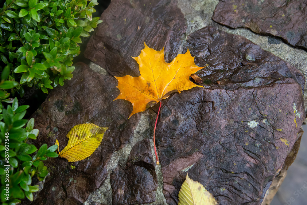 A yellowed maple leaf lies on the pavement. After the rain.