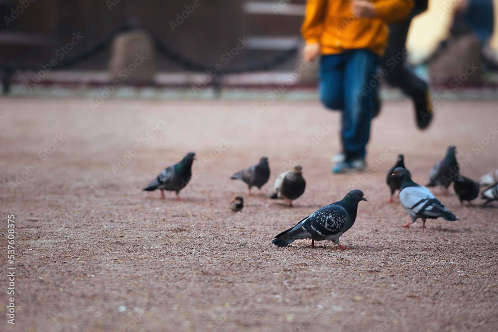 Fototapeta premium in the city park, pigeons and sparrows walk on the ground in search of food and people walk