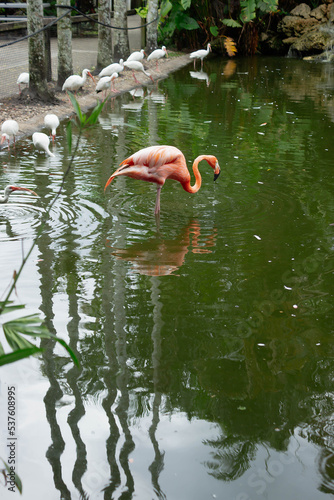 pink flamingo standing in the green water reflection