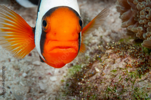 Clownfish near the roe