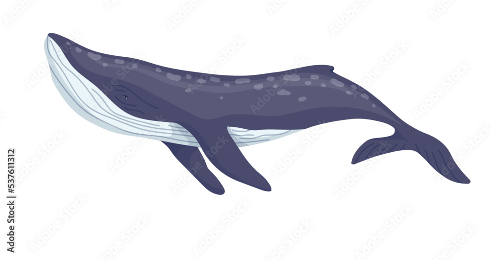 Fototapeta premium Marine mammal blue whale.Cartoon vector graphic.