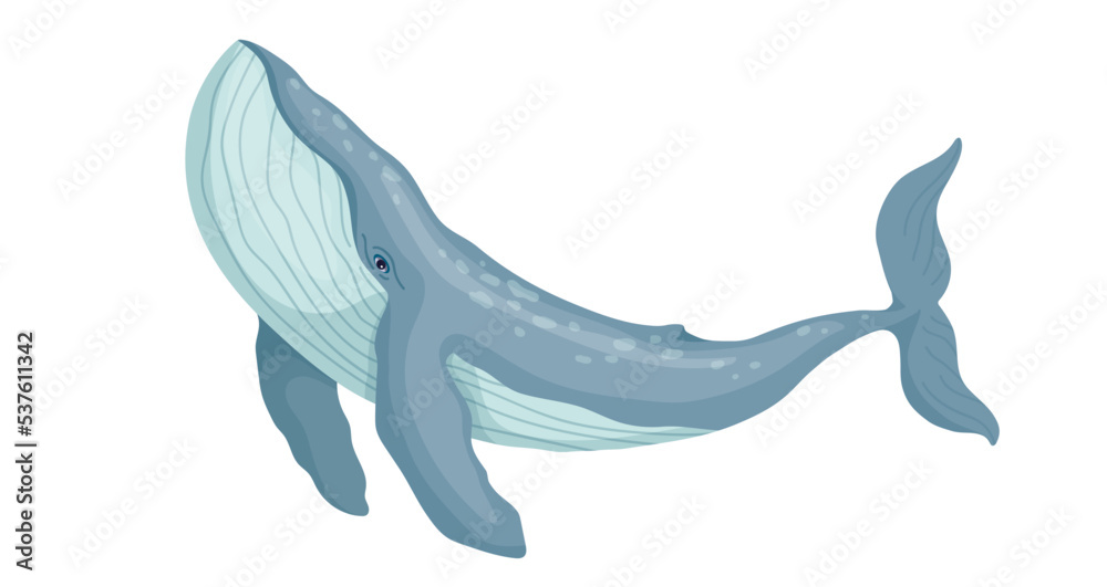 Fototapeta premium Marine mammal blue whale.Cartoon vector graphic.