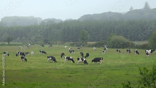 Black and White Cows Digging Holes and Rubbing Themselves in Mud, County Wicklow