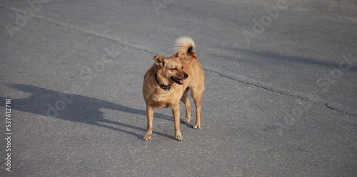 A red dog on the background of asphalt in the city in summer
