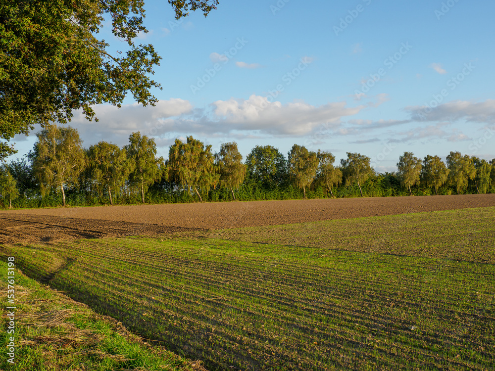 Fototapeta premium Spätsommer im westlichen Münsterland