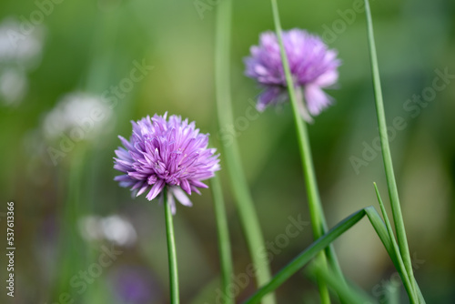 Purple chives flowering in early autumn on an allotment