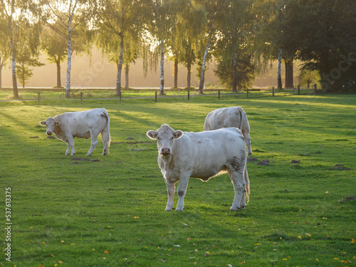 Spätsommer im westlichen Münsterland