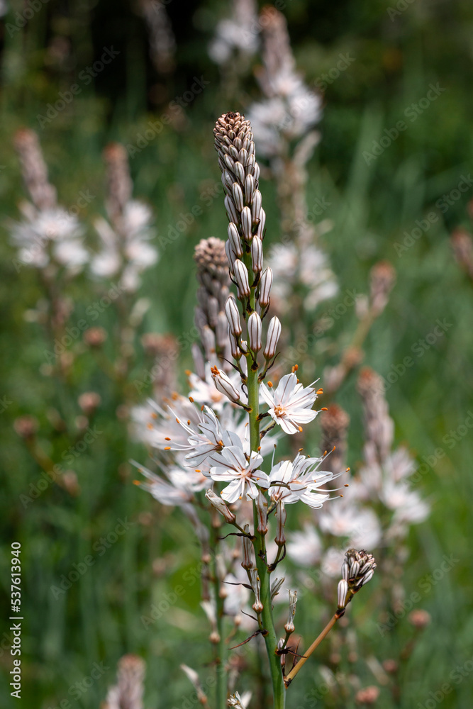 Ornithogalum or Star of Bethlehem in a spring meadow. Ornithogalum or Star of Bethlehem in a spring meadow.