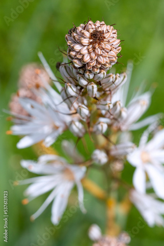 High angle view of Ornithogalum or Star of Bethlehem. photo