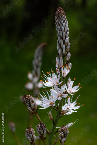 Flowers of Ornithogalum or Star of Bethlehem. photo