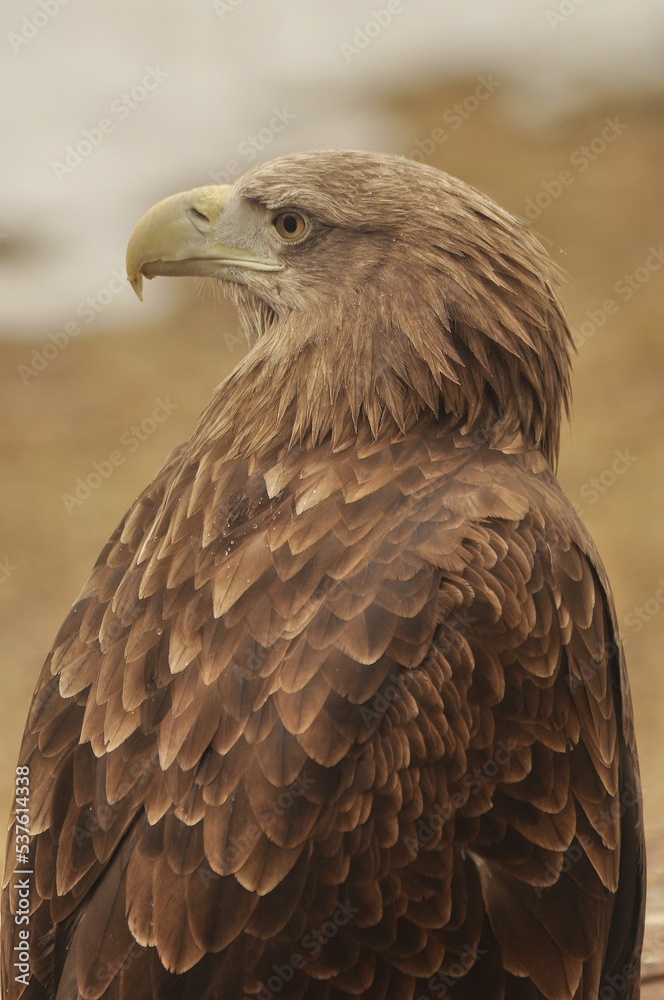 Animals are a traditionally (since the time of Aristotle) distinguished category of organisms, currently considered as a biological kingdom. Animals are a traditionally (since the time of Aristotle) distinguished category of organisms, currently considered as a biological kingdom.