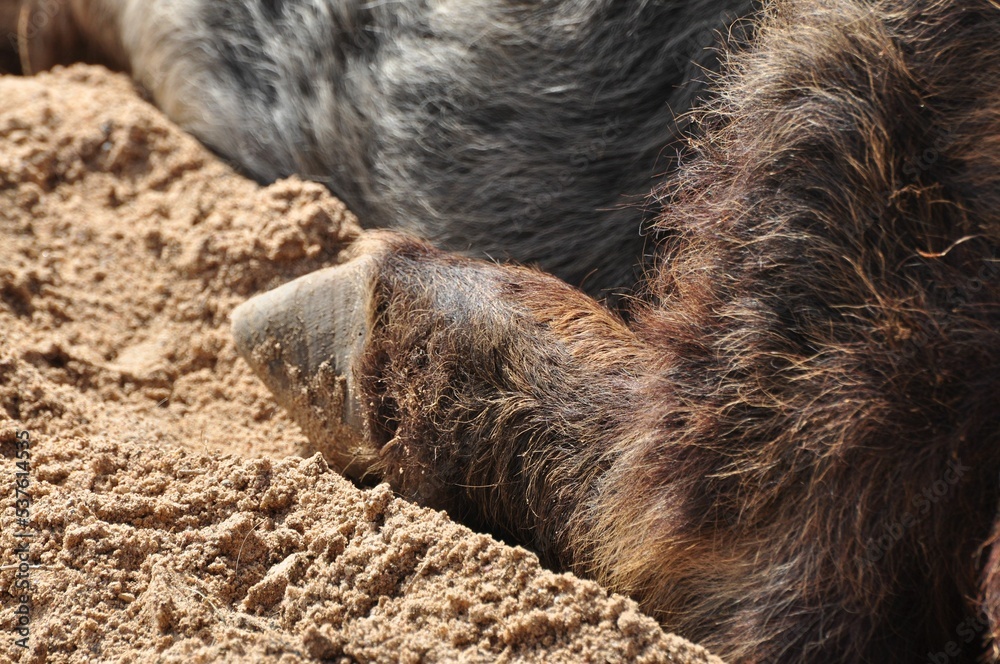 Animals are a traditionally (since the time of Aristotle) distinguished category of organisms, currently considered as a biological kingdom. Animals are a traditionally (since the time of Aristotle) distinguished category of organisms, currently considered as a biological kingdom.
