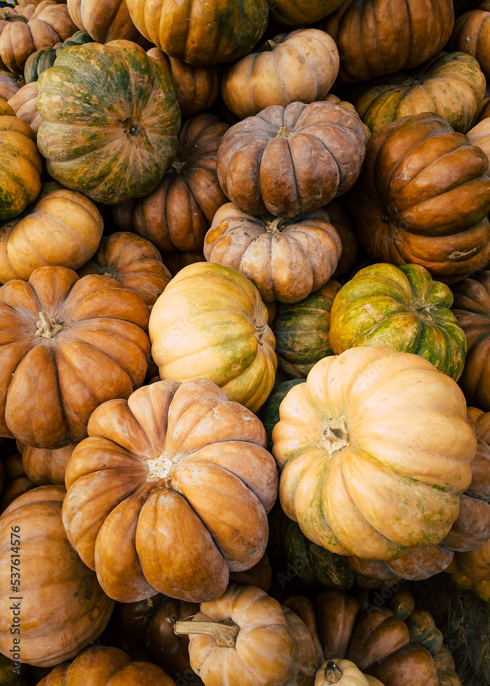 Fresh pumpkin harvest, autumn vegetables on the market, background