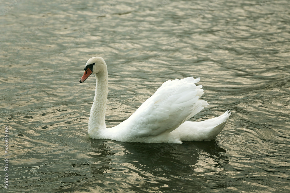 mute swan on water closeup