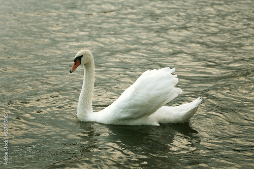 mute swan on water closeup