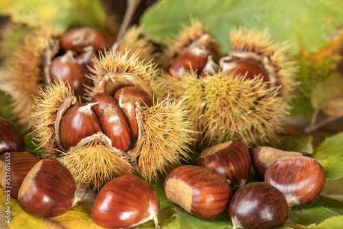 Ripe chestnuts close up. Sweet edible chestnuts. Husked chestnuts, chestnuts with skin. Organic food. Harvest