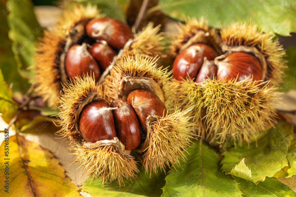 Ripe chestnuts close up. Sweet edible chestnuts. Chestnuts with skin. Organic food. Harvest Ripe chestnuts close up. Sweet edible chestnuts. Chestnuts with skin. Organic food. Harvest