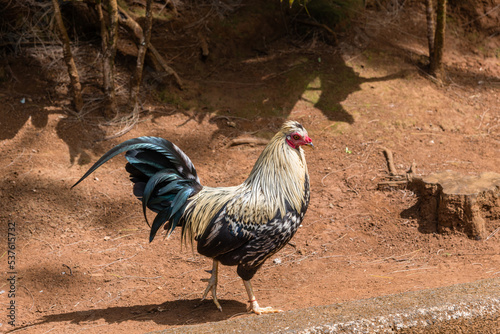 Feral rooster on Oahu, Hawaii photo