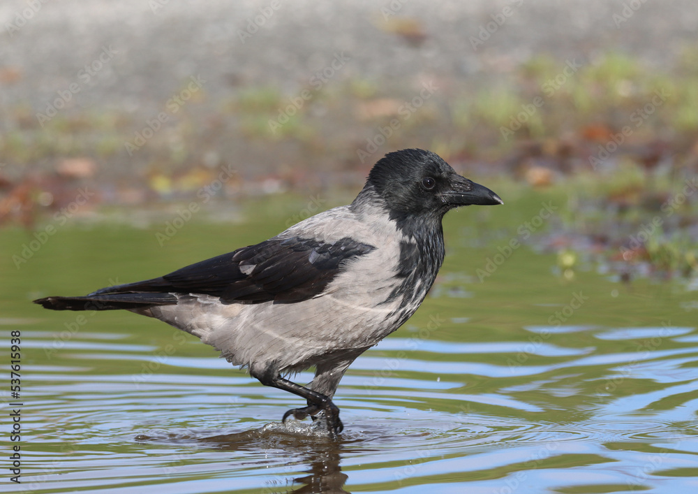 Obraz premium Hooded crow