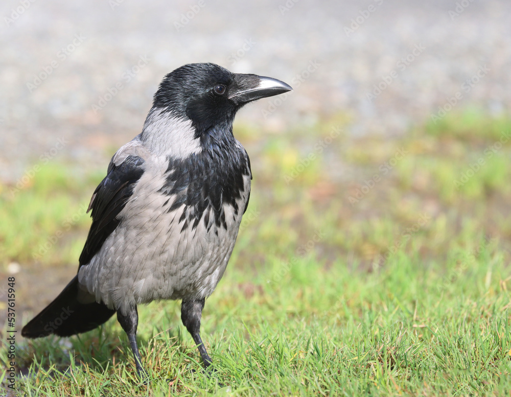 Hooded crow