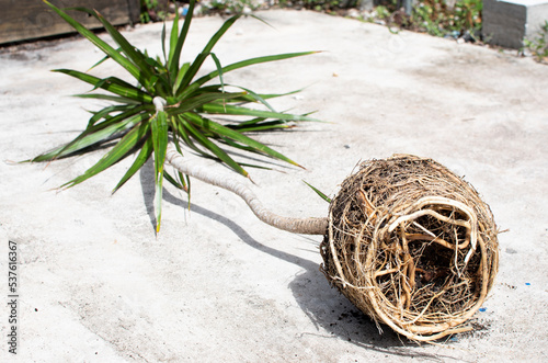 Repotting dracaena with root bounding. Root-bound house plant. The tight Root ball of the plant.  photo