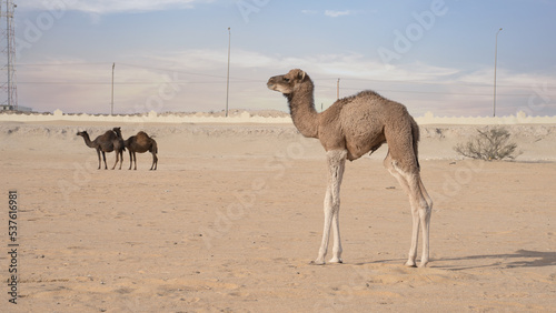 Camels walking freely on the desert