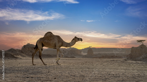Camels walking freely on the desert