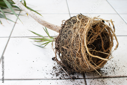 Repotting dracaena with root bounding. Root-bound house plant. The tight Root ball of the plant. 