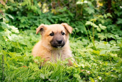 golden retriever puppy © Olha