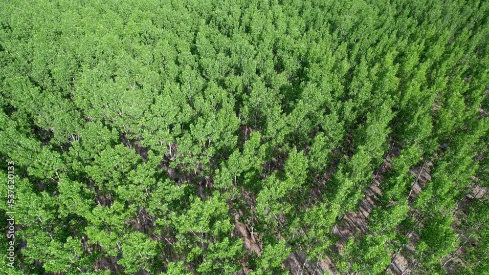 Aerial view of green high trees agriculture field in a rural area season Aerial view of green high trees agriculture field in a rural area season