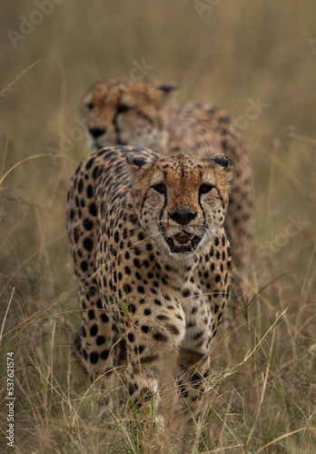 Cheetahs walking in the mid of grasses  Masai Mara
