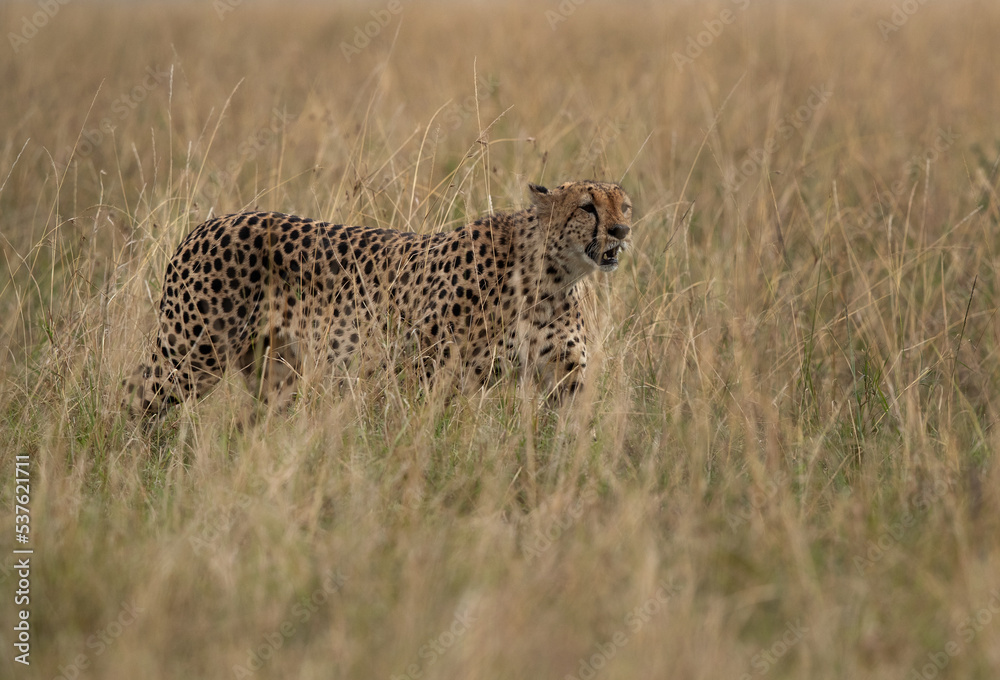 Cheetah walking in the mid of tall grasses, Masai Mara Cheetah walking in the mid of tall grasses, Masai Mara