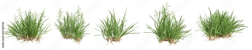 Set of grass bushes isolated. Kentucky bluegrass. Smooth meadow-grass. Poa pratensis. 3D illustration - obrazy, fototapety, plakaty 