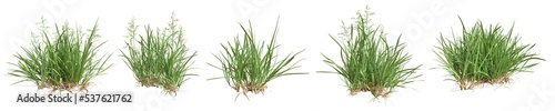 Set of grass bushes isolated. Kentucky bluegrass. Smooth meadow-grass. Poa pratensis. 3D illustration