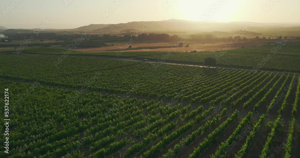 Amazing aerial view of the vineyard and agricultural fields with the sunbeams shining and reflecting Amazing aerial view of the vineyard and agricultural fields with the sunbeams shining and reflecting