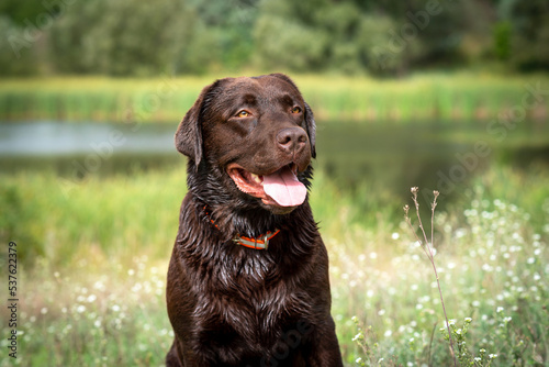 Portrait of a beautiful chocolate brown labrador retriever on a sunny summer day. Wet dog sits in the green grass on the background of the lake. Hunting dog. Walk with the dog. Selective focus. 