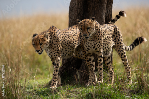 Cheetahs marking territory on a tree, Masai Mara, Kenya