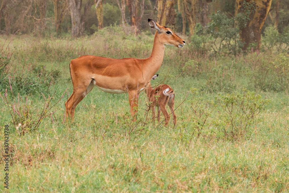 A herd of antelopes grazing in the wild at Lake Nakuru National Park, Kenya