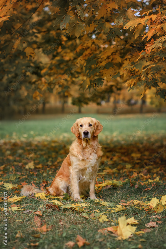 dog golden retriever labrador in autumn at sunset on a walk in the autumn park with autumn leaves