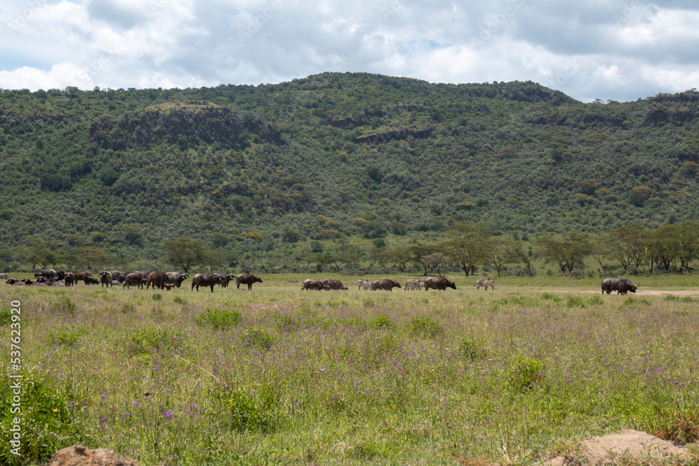 A herd of buffaloes grazing in the wild at Lake Nakuru National Park, Kenya