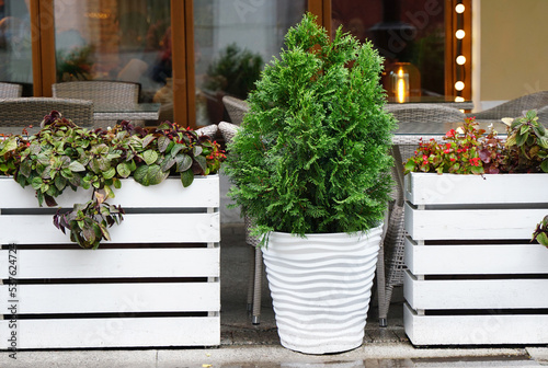 Pot of green thuja Big flower pot in Patio outside decoration elements. Street decoration.