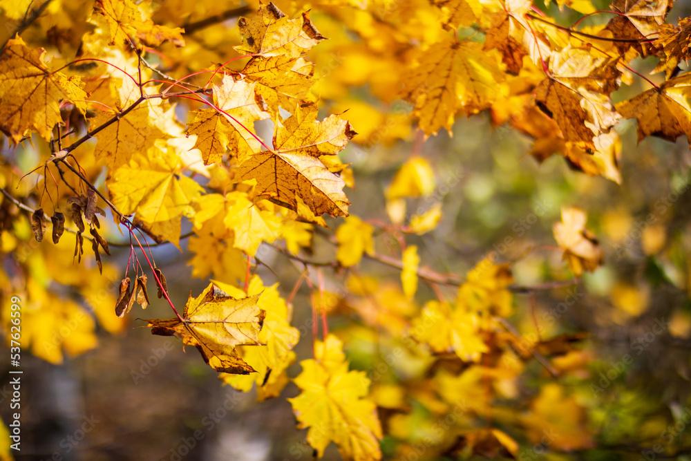 Tree branch with colorful autumn leaves close up. Autumn background. Beautiful natural strong blurry background with copyspace Tree branch with colorful autumn leaves close up. Autumn background. Beautiful natural strong blurry background with copyspace