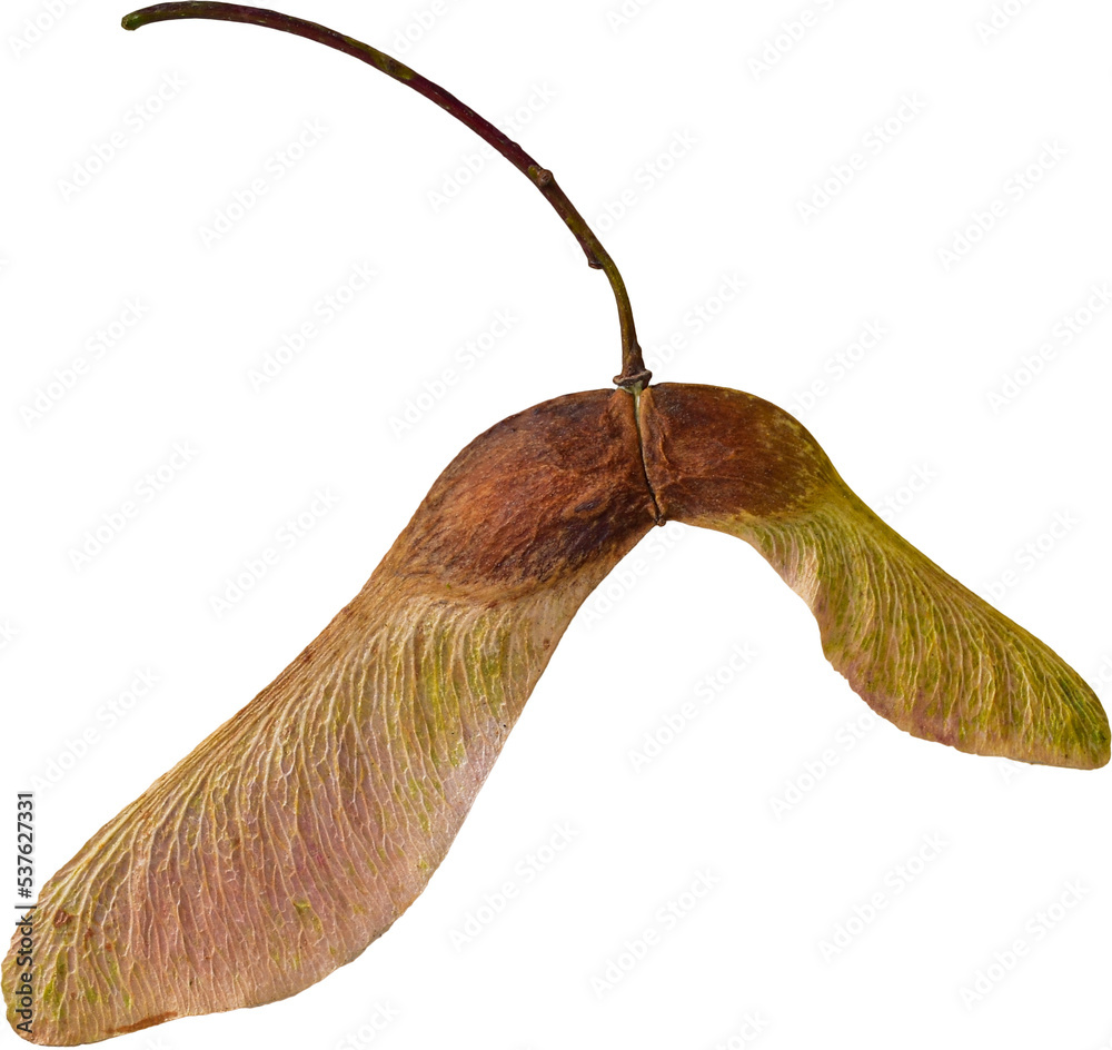 Obraz premium Maple seeds isolated on transparent background