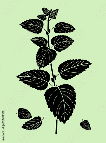 Melissa sprig. Black silhouette of a fragrant herbaceous plant with leaves isolated on a light green background. Vector illustration.