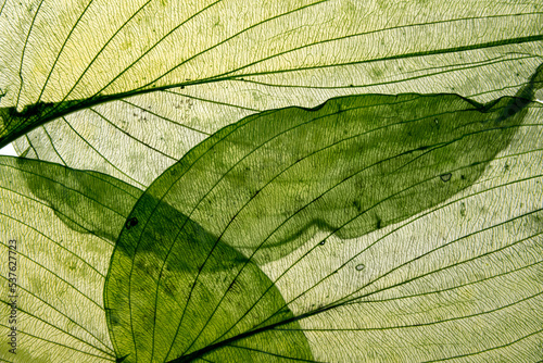 macro texture of autumnal dried leaves photo