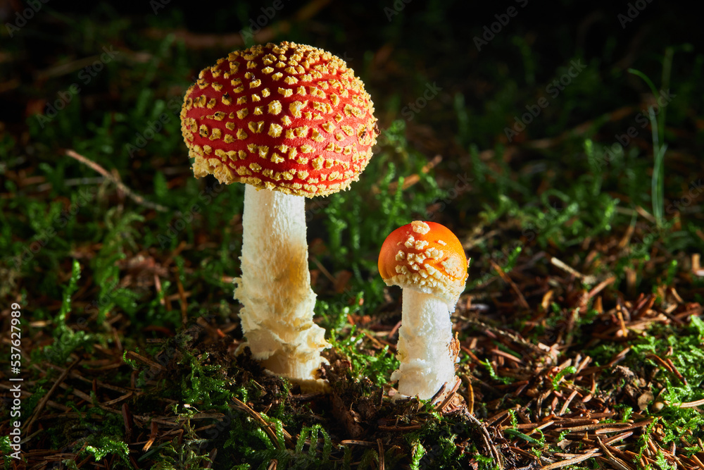 Amanita Muscaria, also called fly agaric or fly amanita, poisonous mushroom. Fly Amanita mushrooms in autumn Amanita Muscaria, also called fly agaric or fly amanita, poisonous mushroom. Fly Amanita mushrooms in autumn