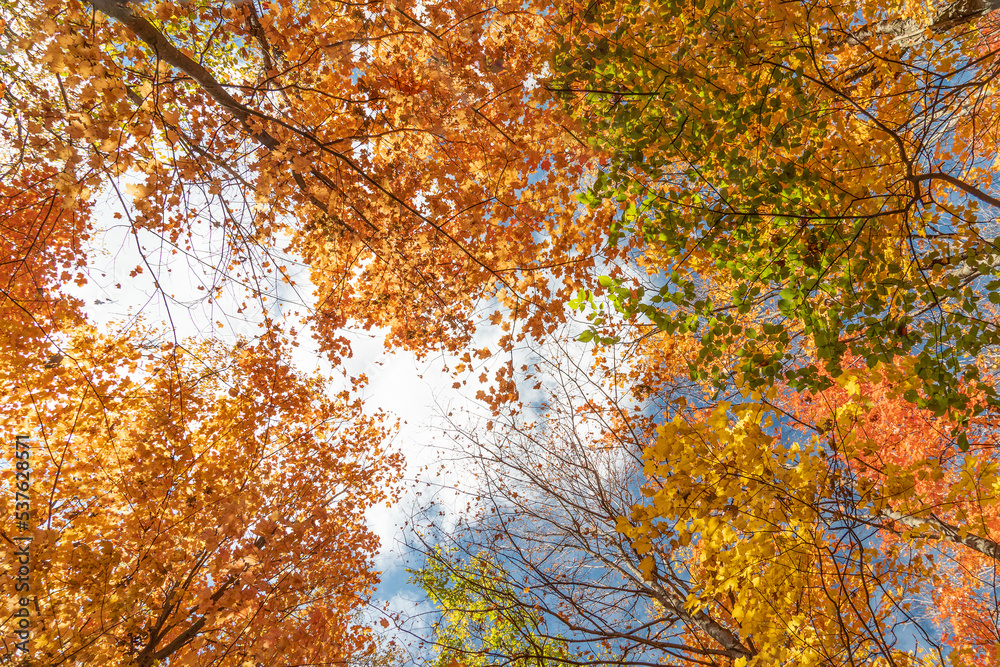 The tops of autumn maple trees against the blue sky The tops of autumn maple trees against the blue sky